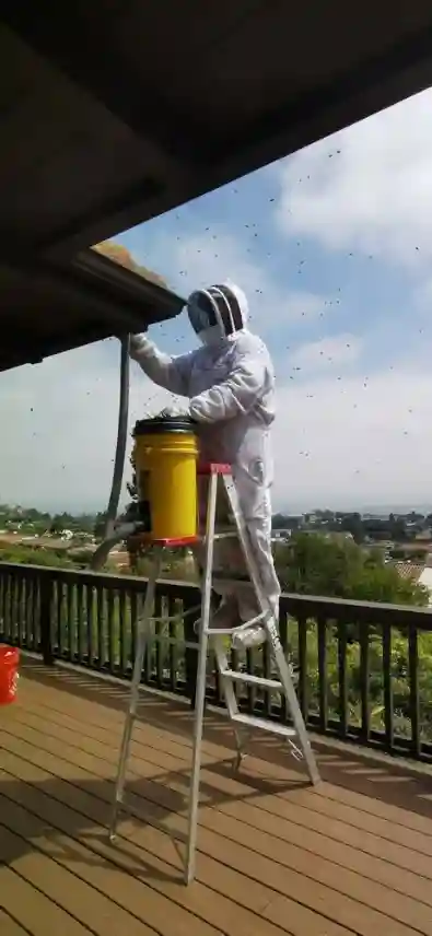 Intervention urgente traitement professionnel guêpes sous toiture à Roanne par Nuisi'Guard